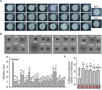 Molecular Basis of Wrinkled Variants Isolated From Pseudoalteromonas lipolytica Biofilms